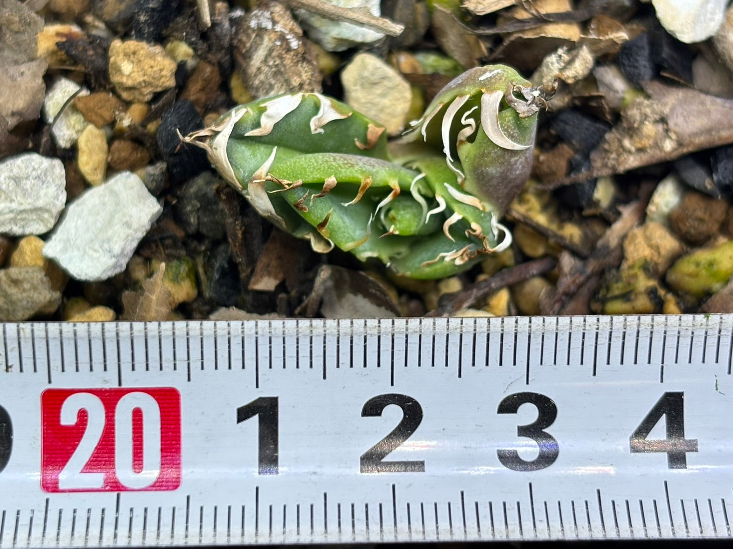 〈Lize‐リゼ〉蟹 子株〈品番-BL-29〉