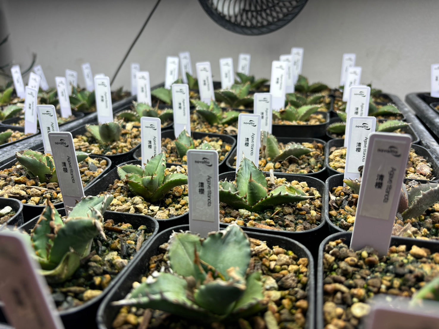 清櫻 〈カキコ〉 〈品番‐S〉