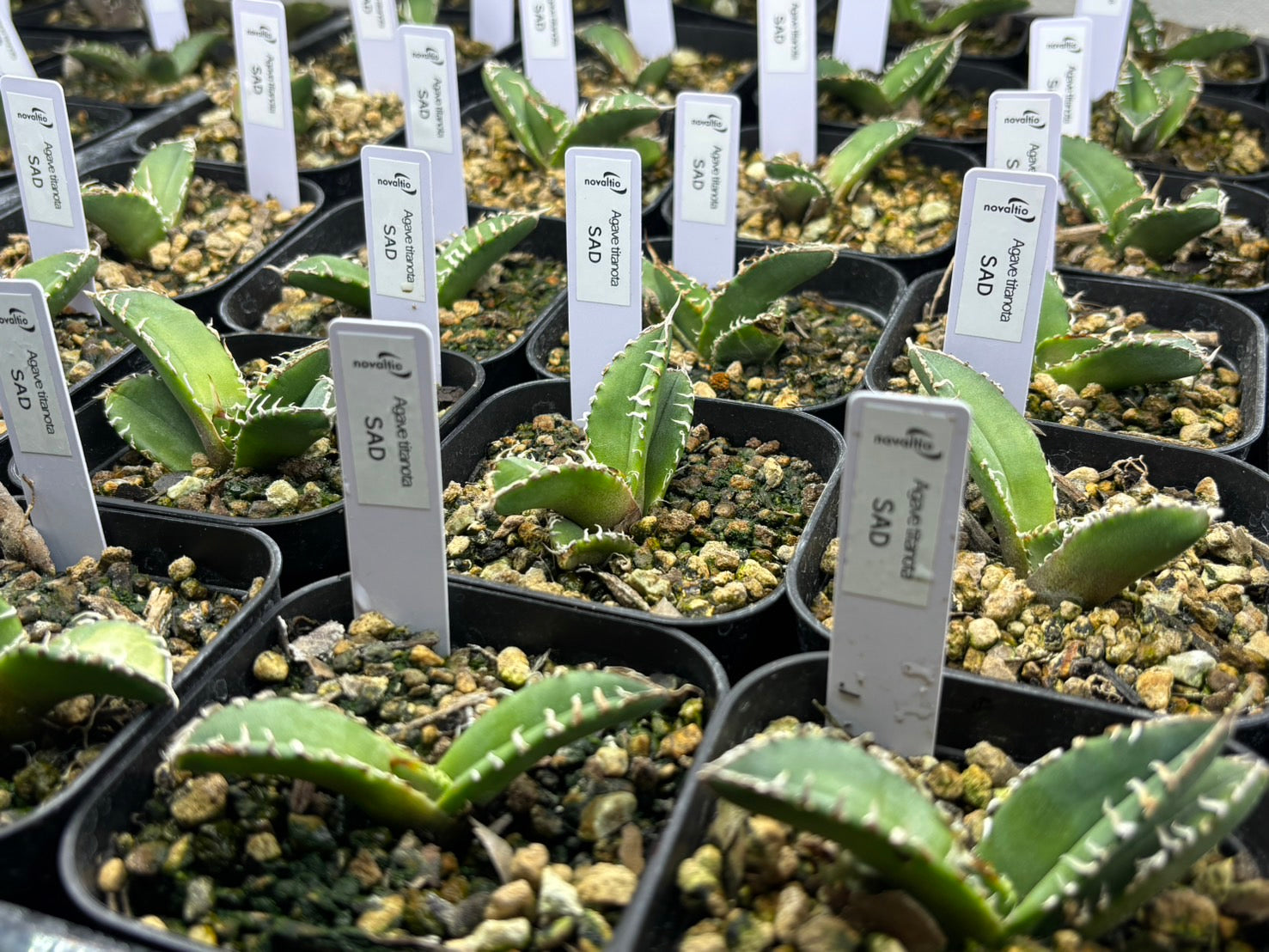 〈TC株〉SAD 〈品番‐Z〉