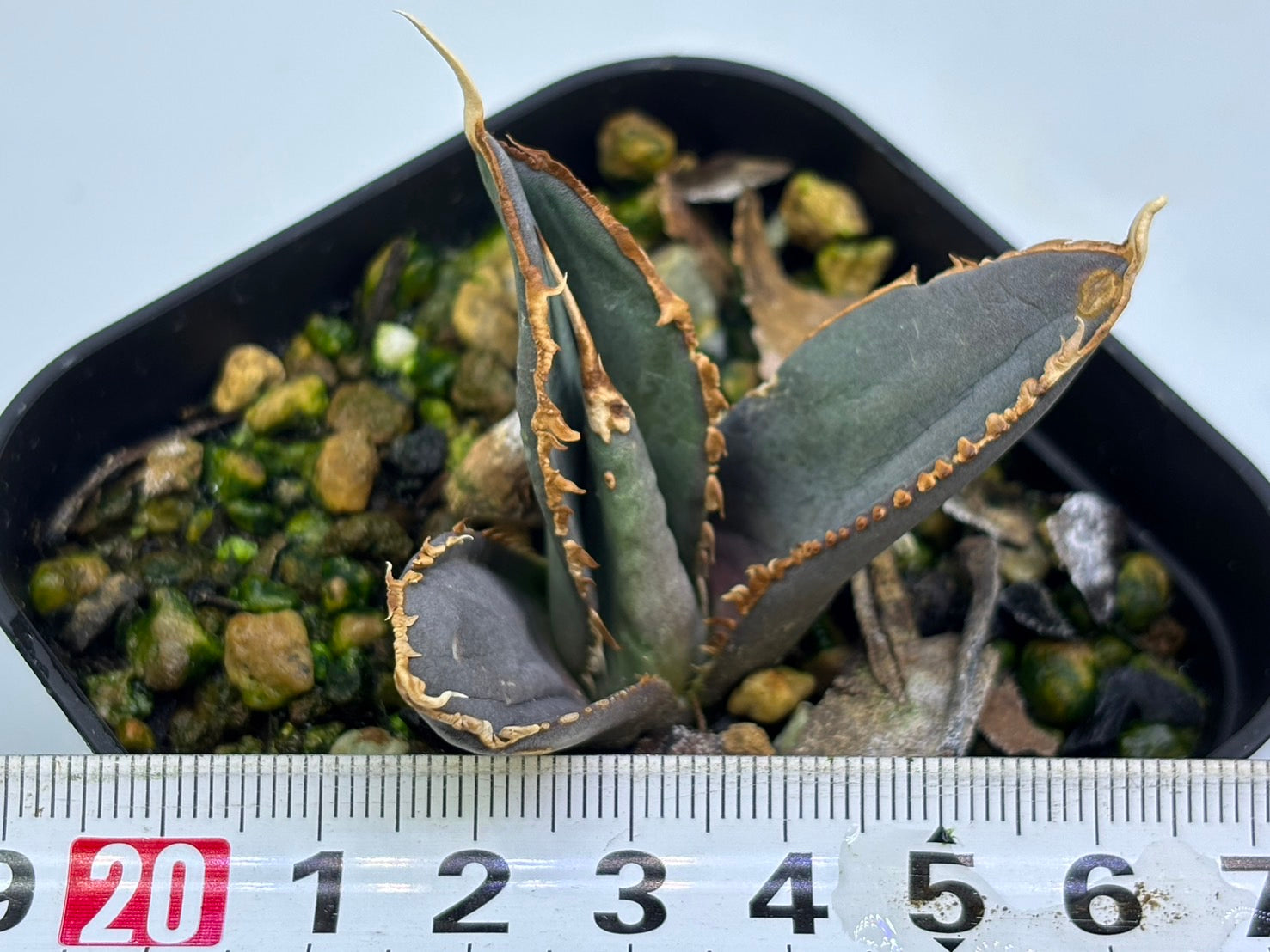 星空〈カキコ〉〈品番‐AF〉