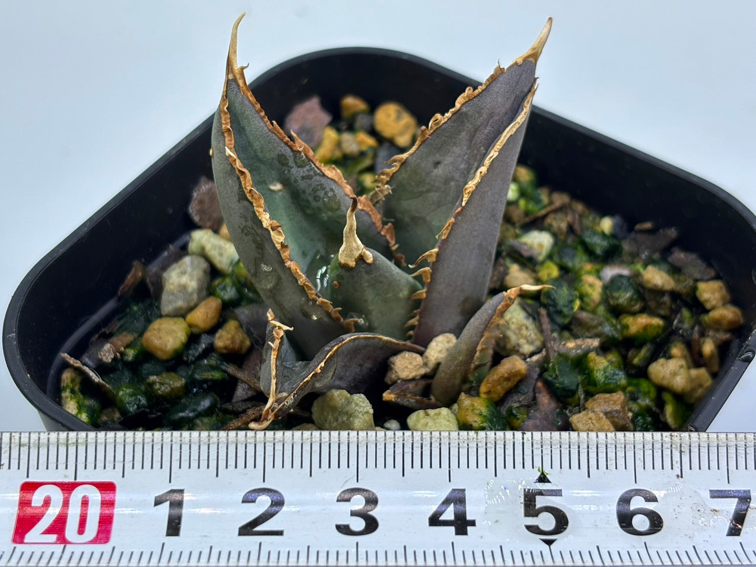 星空〈カキコ〉〈品番‐AF〉