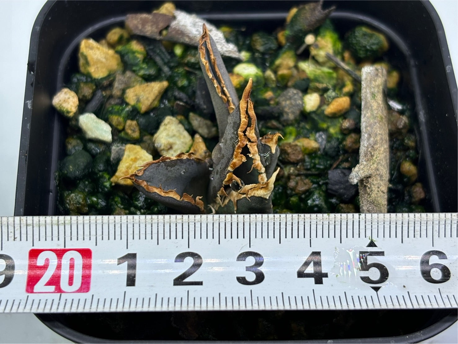 星空〈カキコ〉〈品番‐AF〉