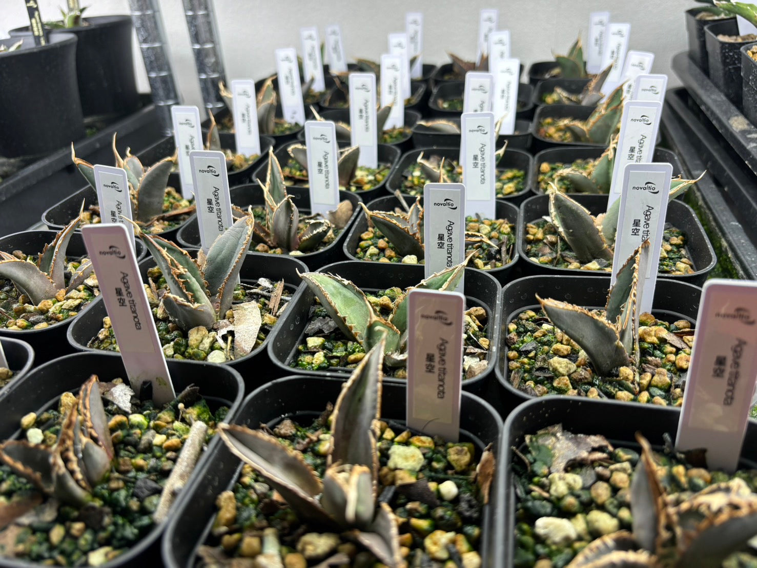 星空〈カキコ〉〈品番‐AF〉