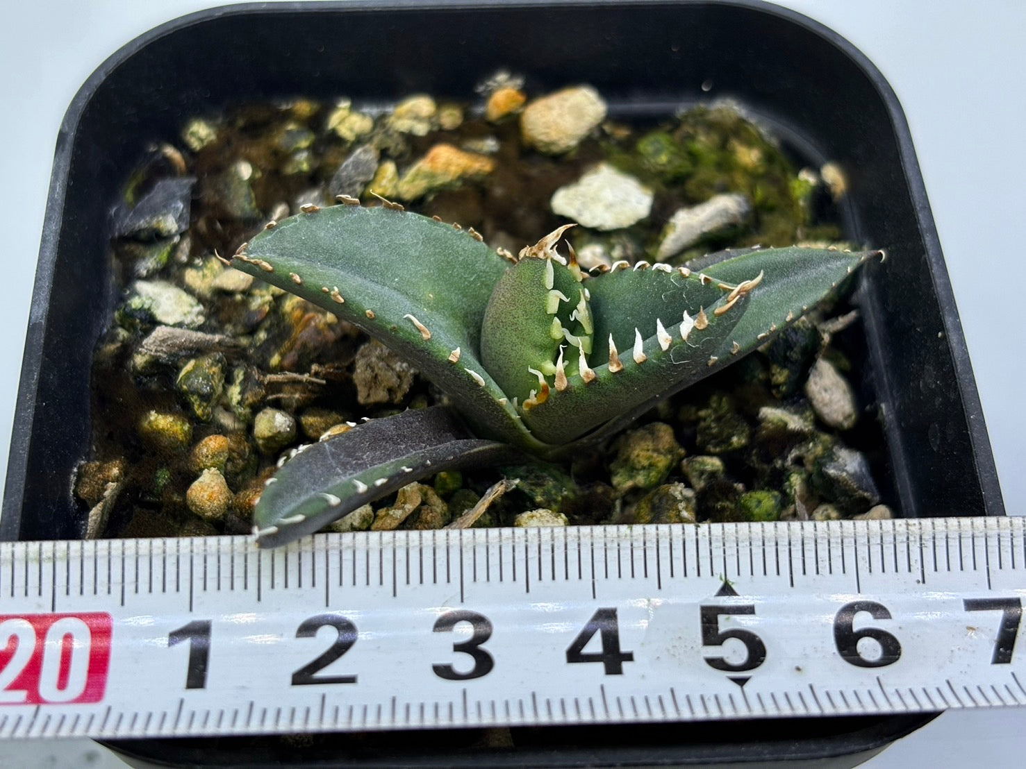 〈TC株〉狼人 〈品番‐BK〉