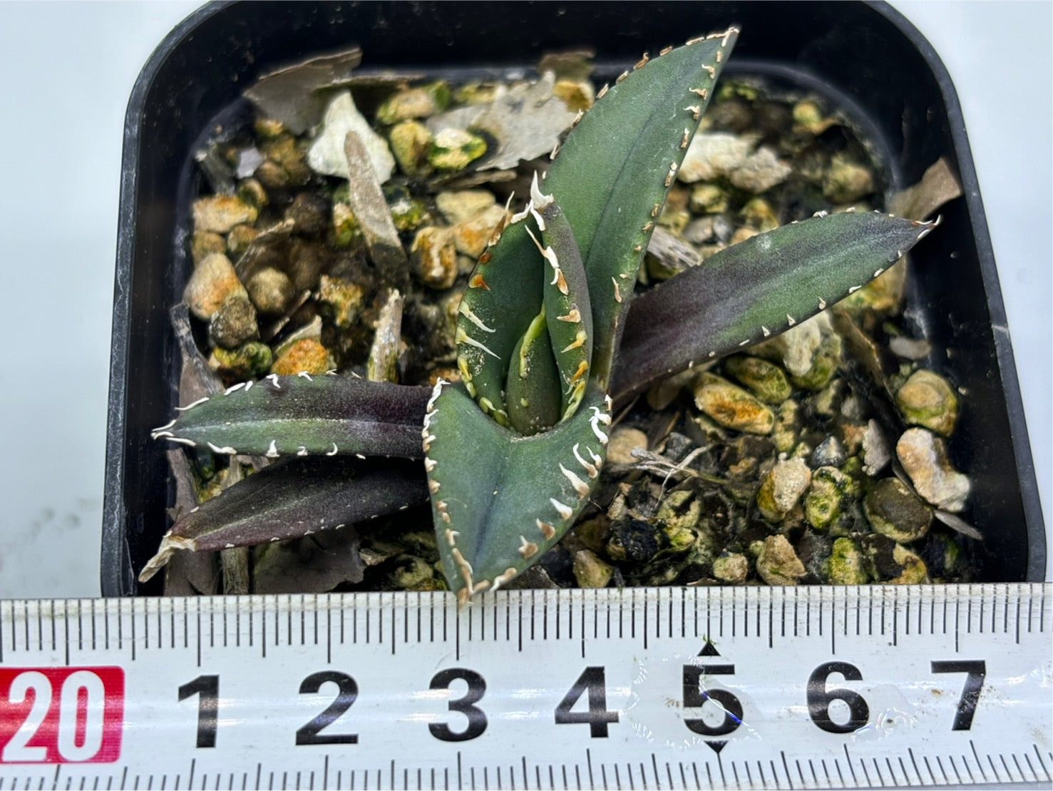 〈TC株〉狼人 〈品番‐BK〉