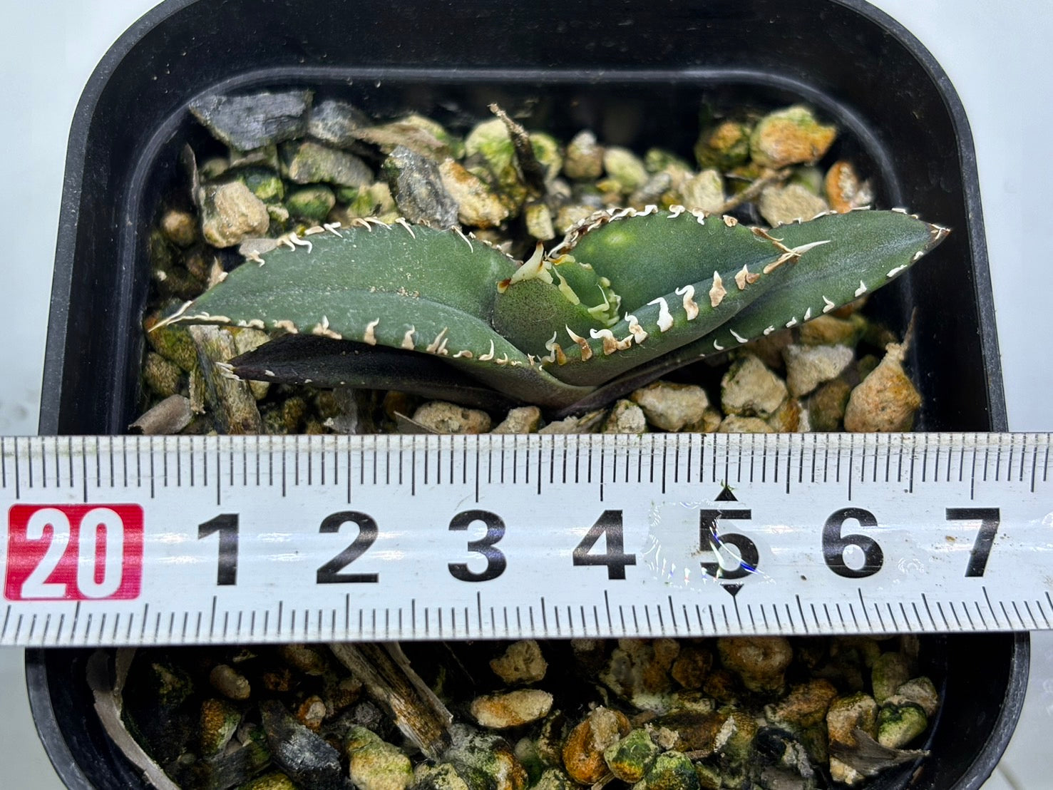 〈TC株〉狼人 〈品番‐BK〉