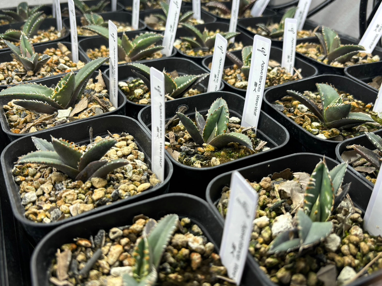 〈TC株〉狼人 〈品番‐BK〉