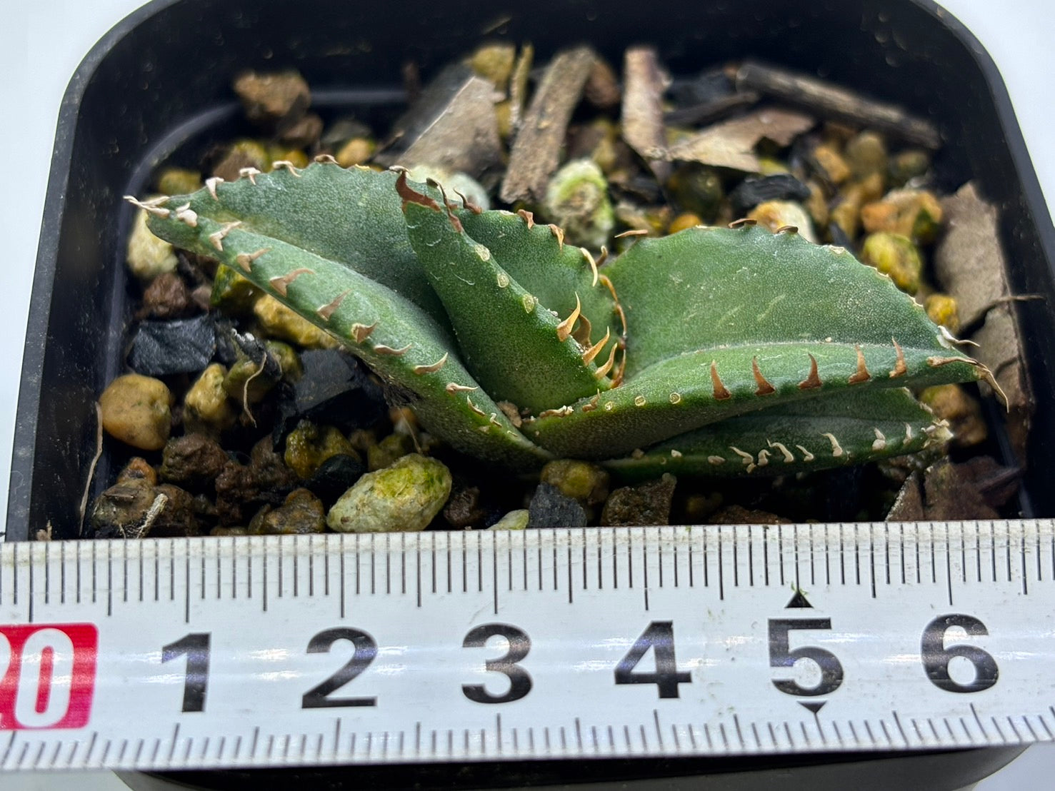 〈TC株〉悪魔くん 〈品番‐BM〉