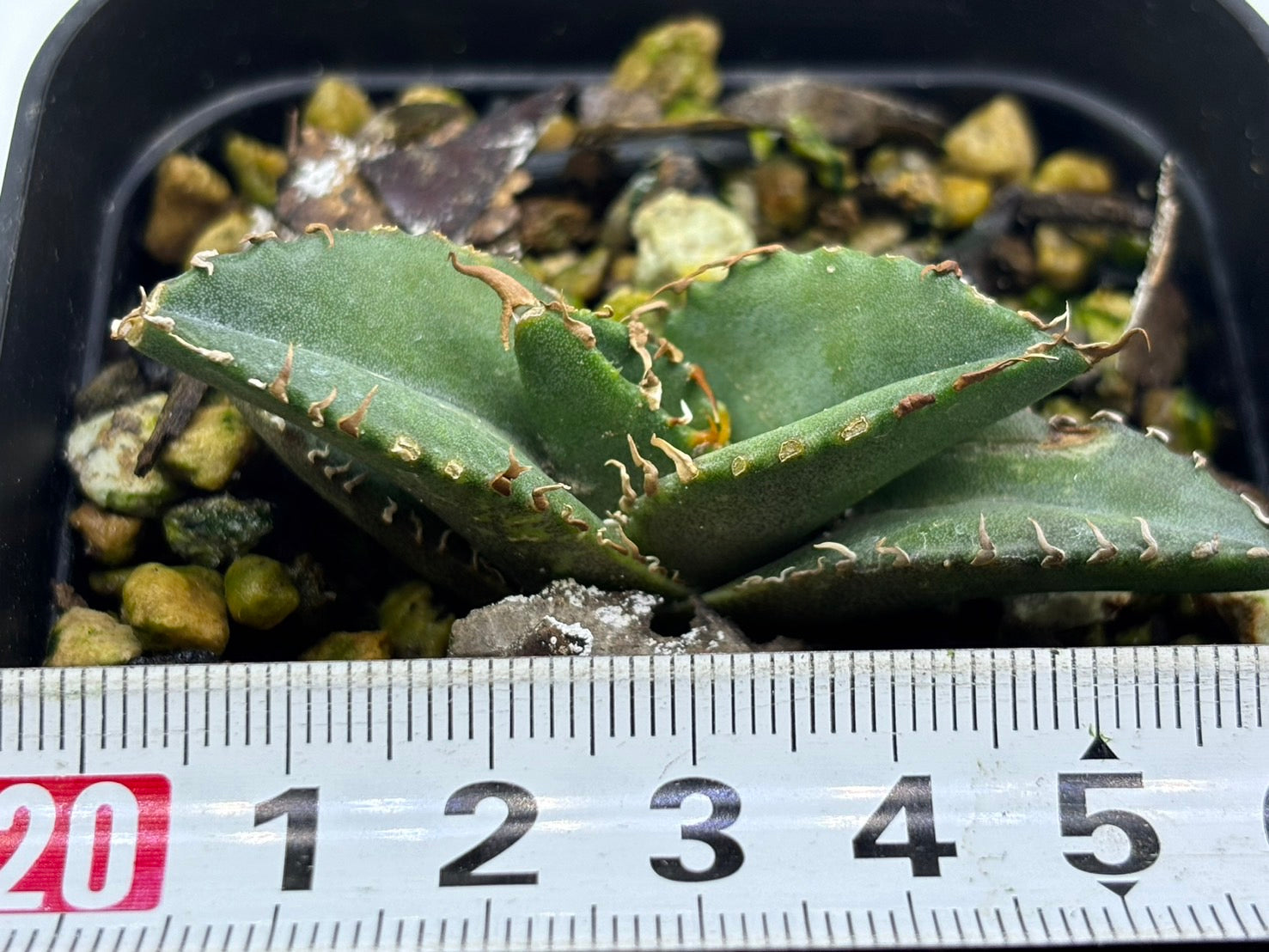 〈TC株〉悪魔くん 〈品番‐BM〉