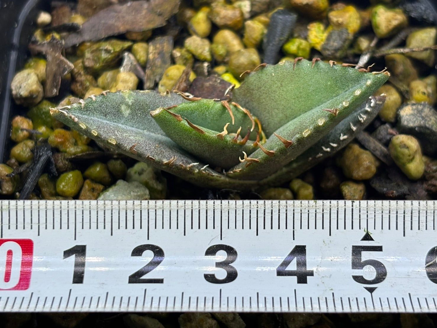 〈TC株〉悪魔くん 〈品番‐BM〉