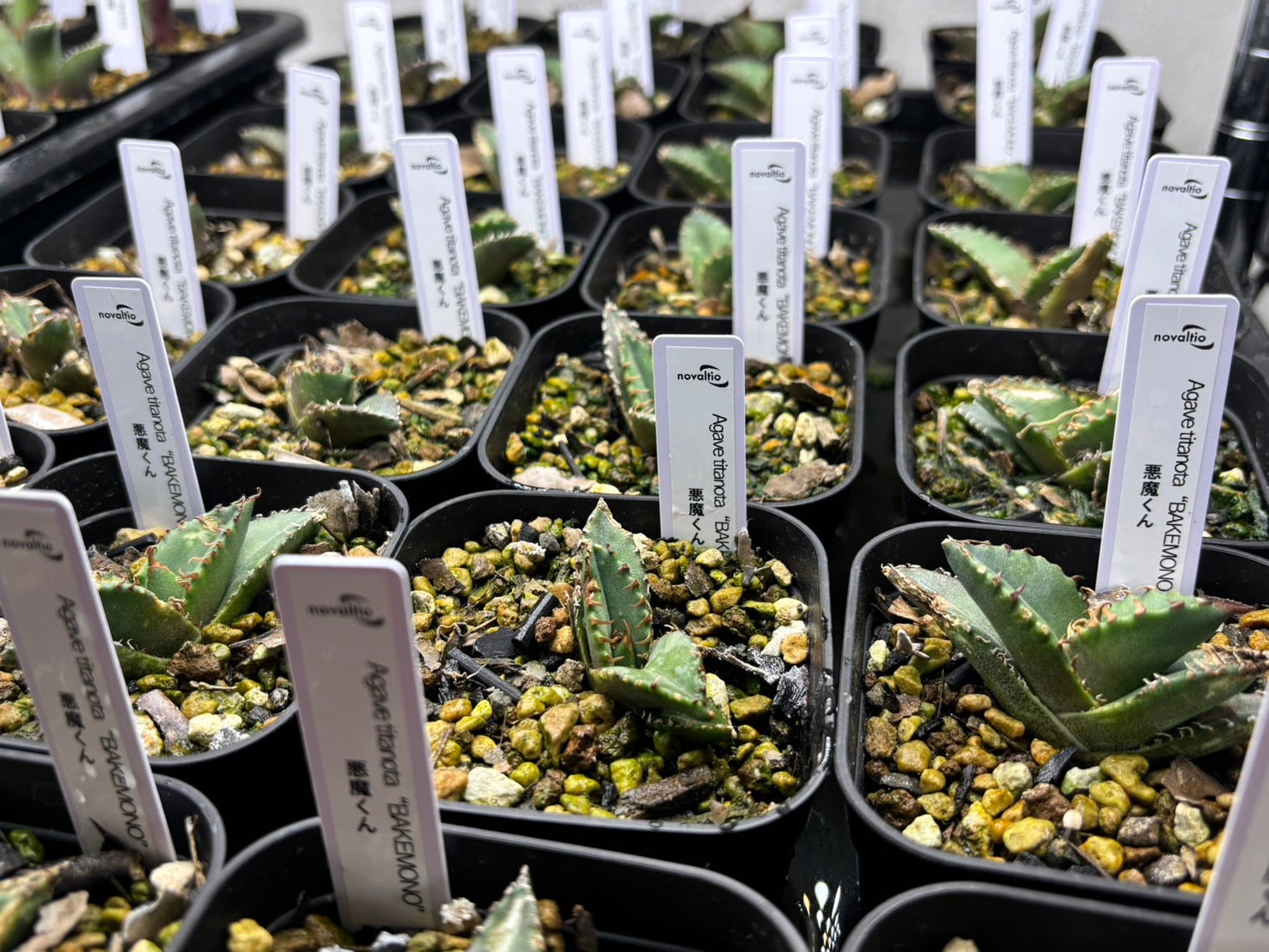 〈TC株〉悪魔くん 〈品番‐BM〉