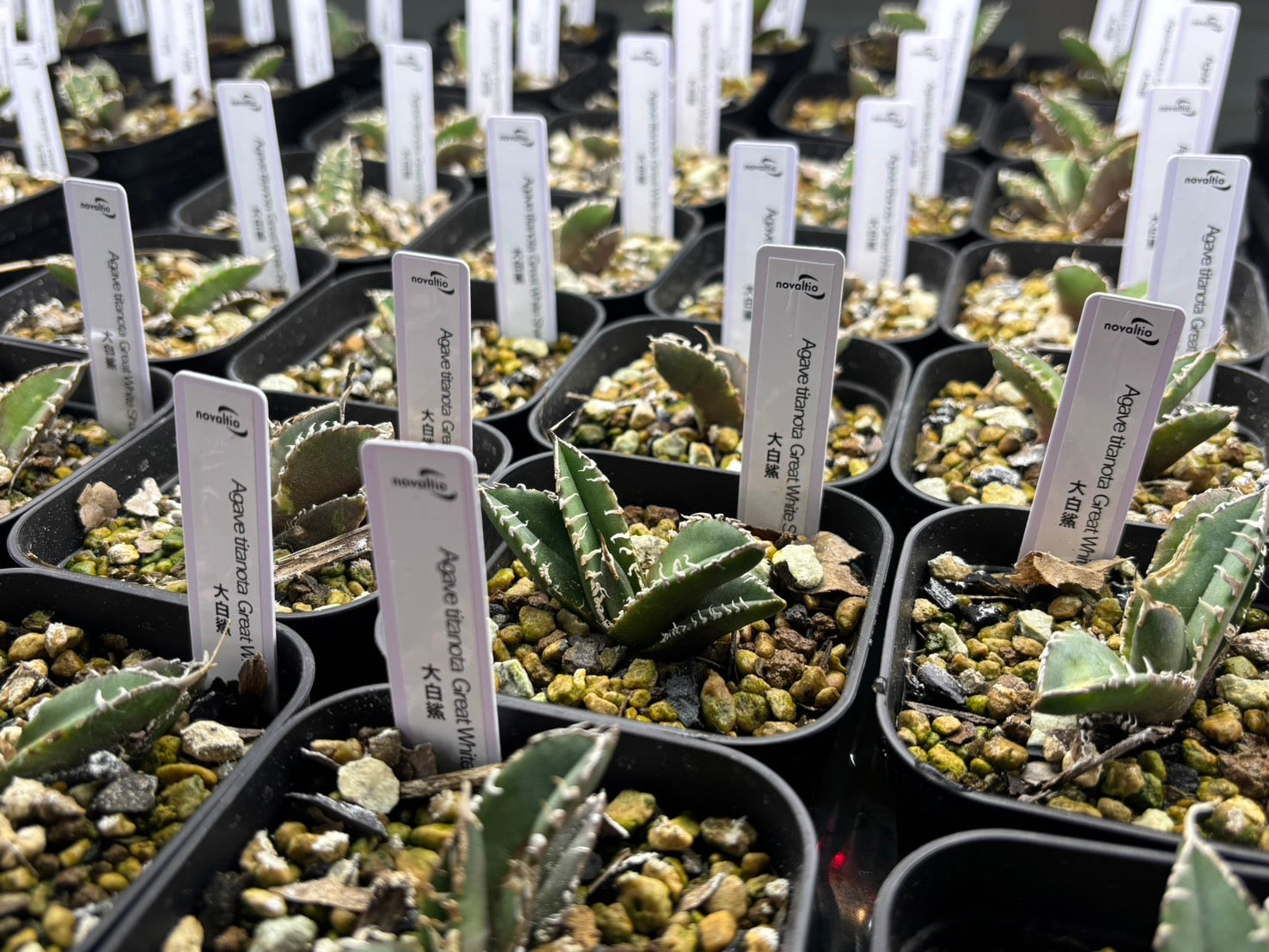 〈TC株〉大白鯊 〈品番‐BJ〉