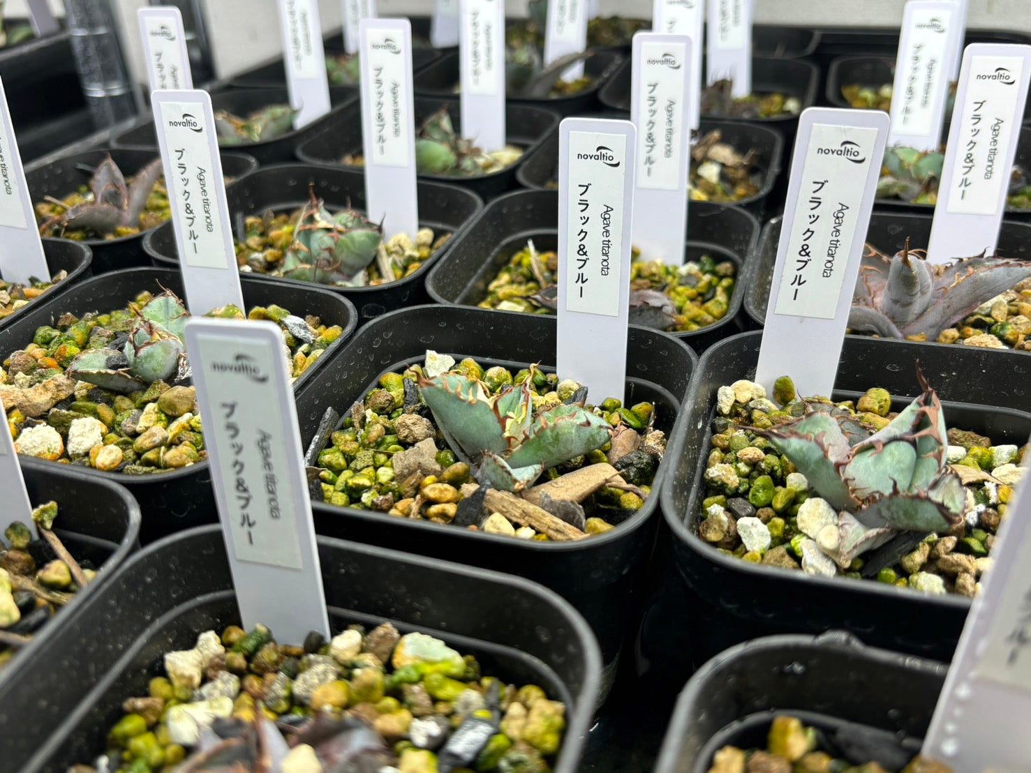 B&B〈カキコ〉 〈品番‐BF〉