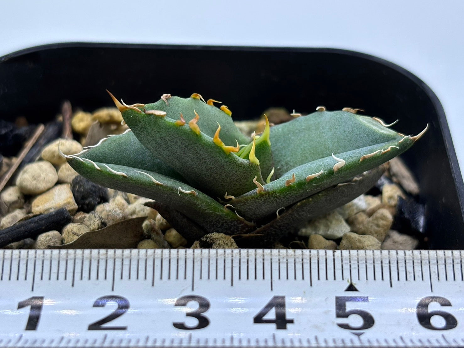 〈実生〉白鯨〈品番‐G〉