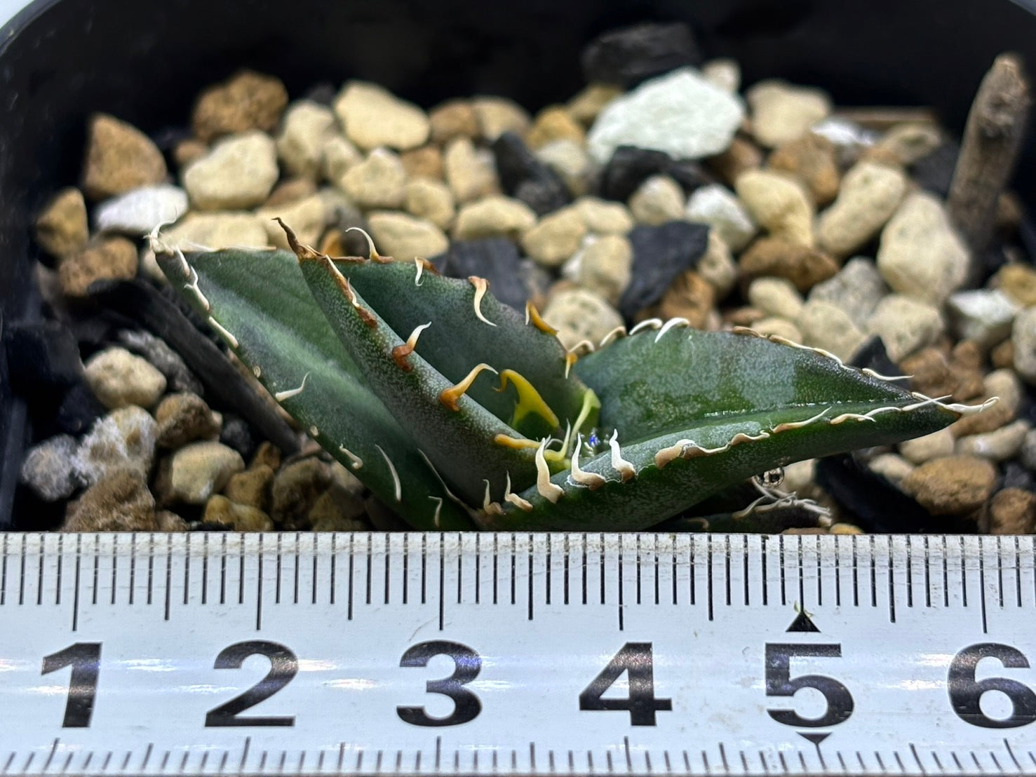 〈実生〉白鯨〈品番‐G〉