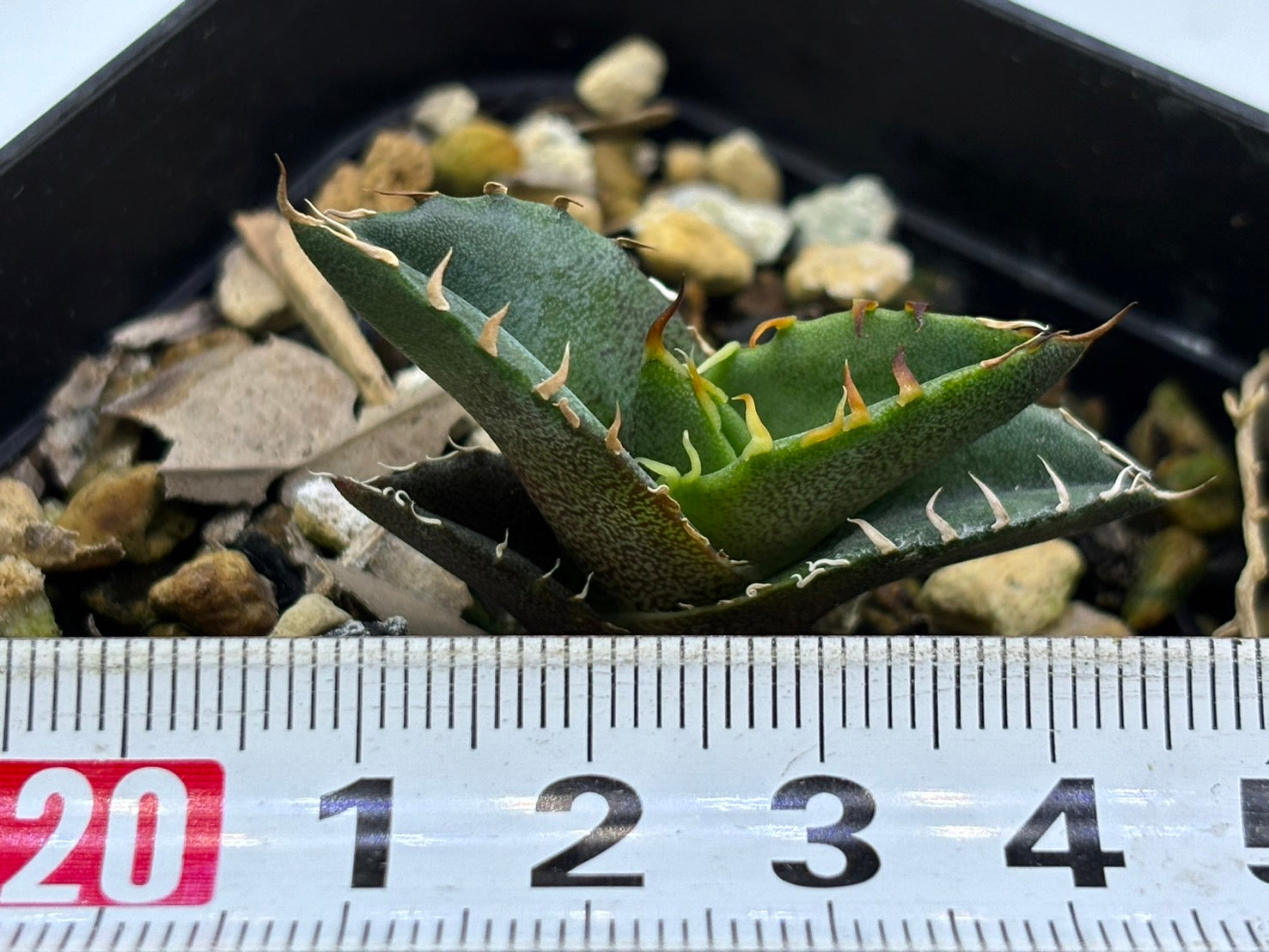 〈実生〉白鯨〈品番‐G〉