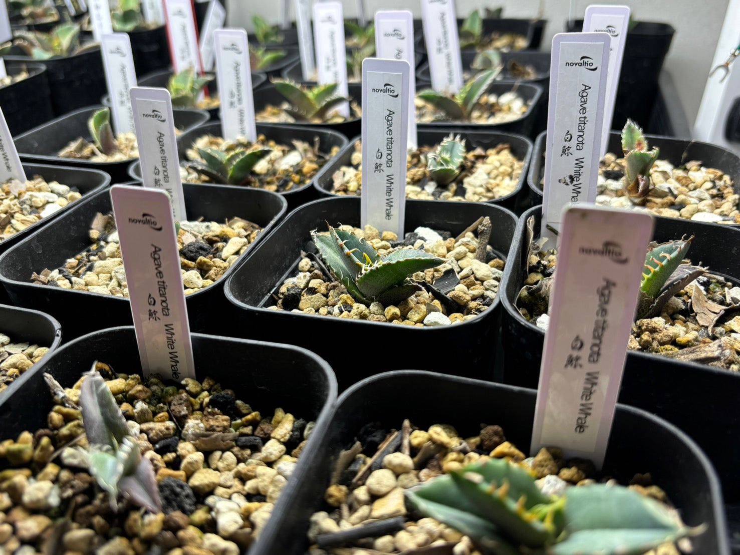 〈実生〉白鯨〈品番‐G〉