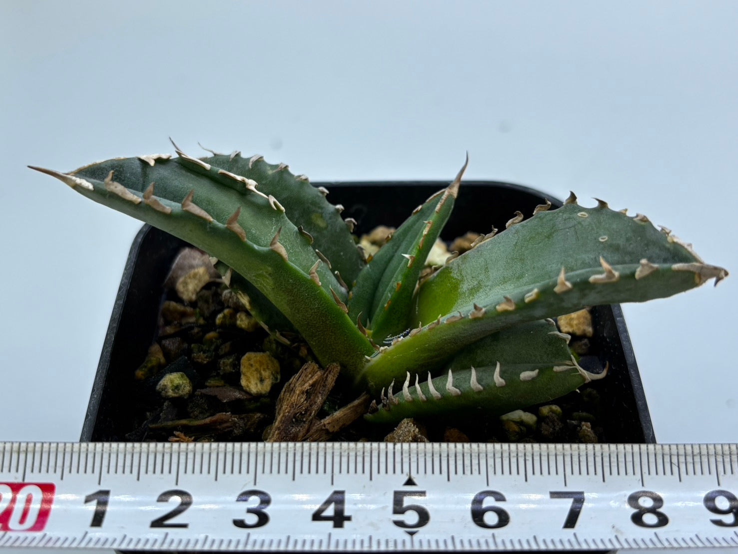 〈TC株〉皇冠〈品番-AX〉