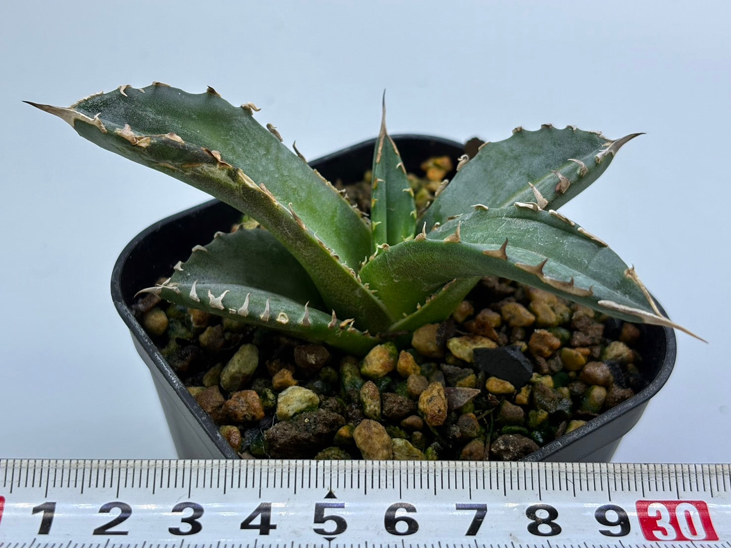 〈TC株〉皇冠〈品番-AX〉