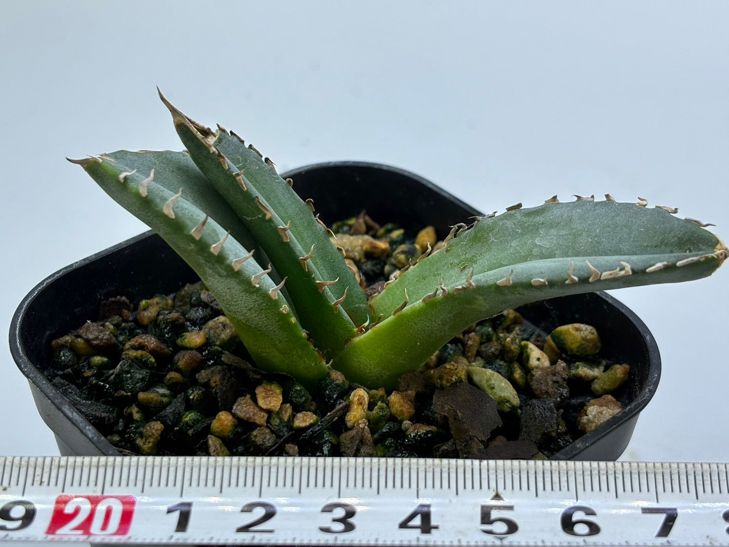 〈TC株〉皇冠〈品番-AX〉