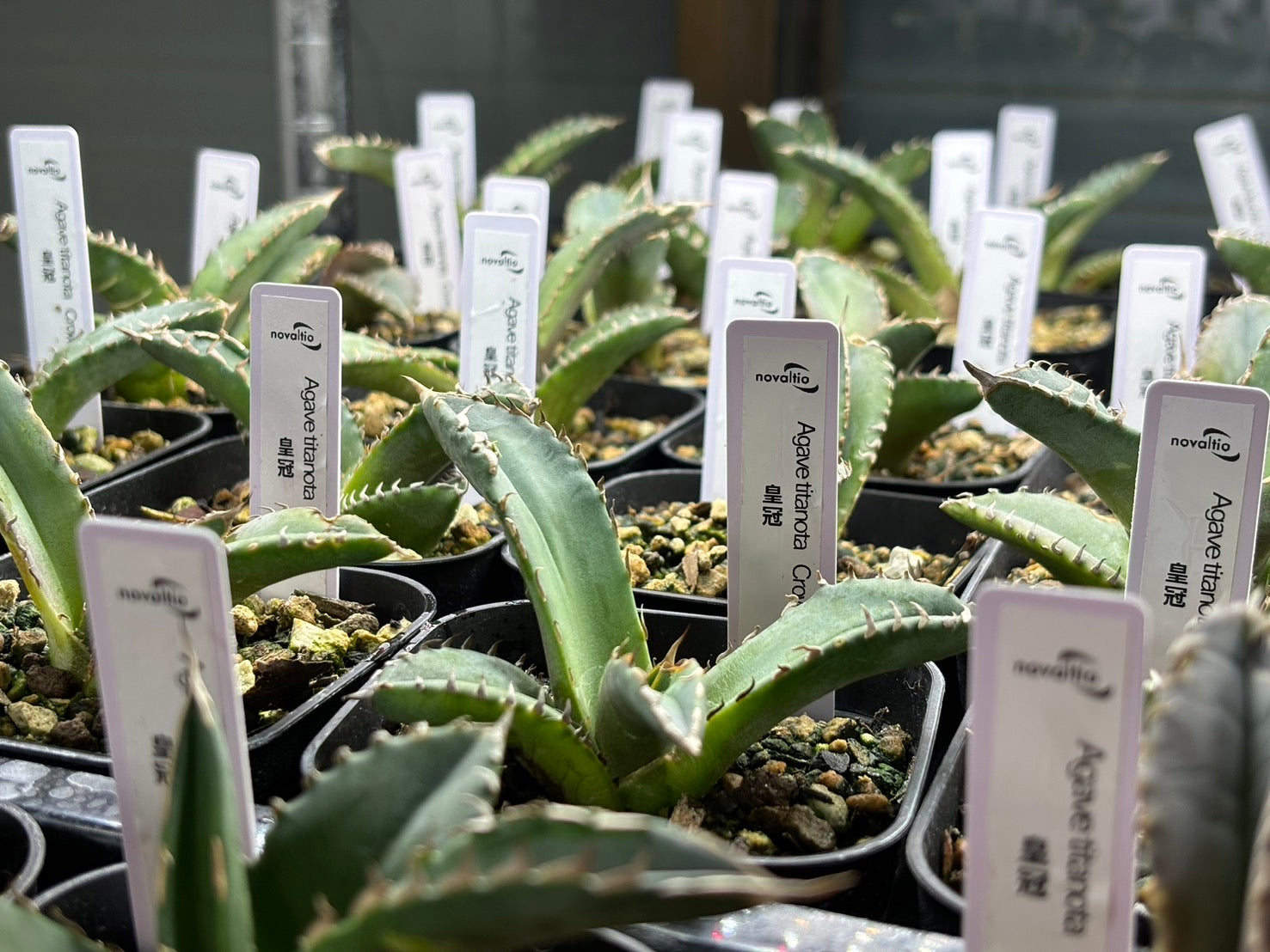 〈TC株〉皇冠〈品番-AX〉