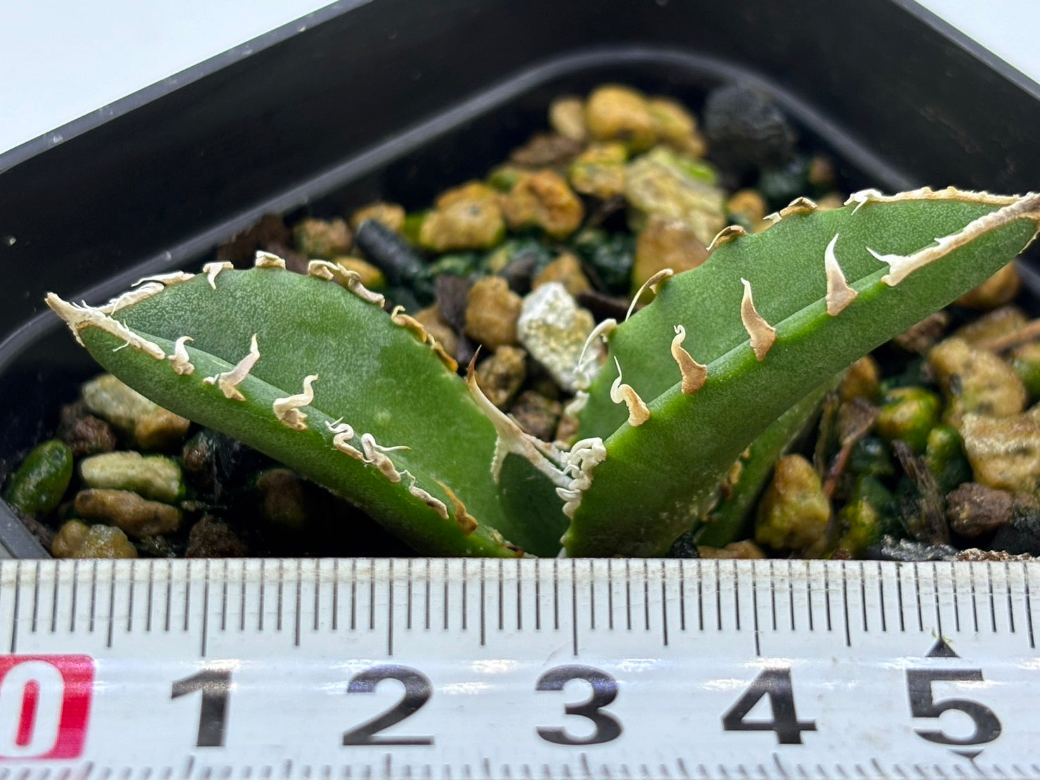 〈TC株〉SHAQ〈品番‐BN〉