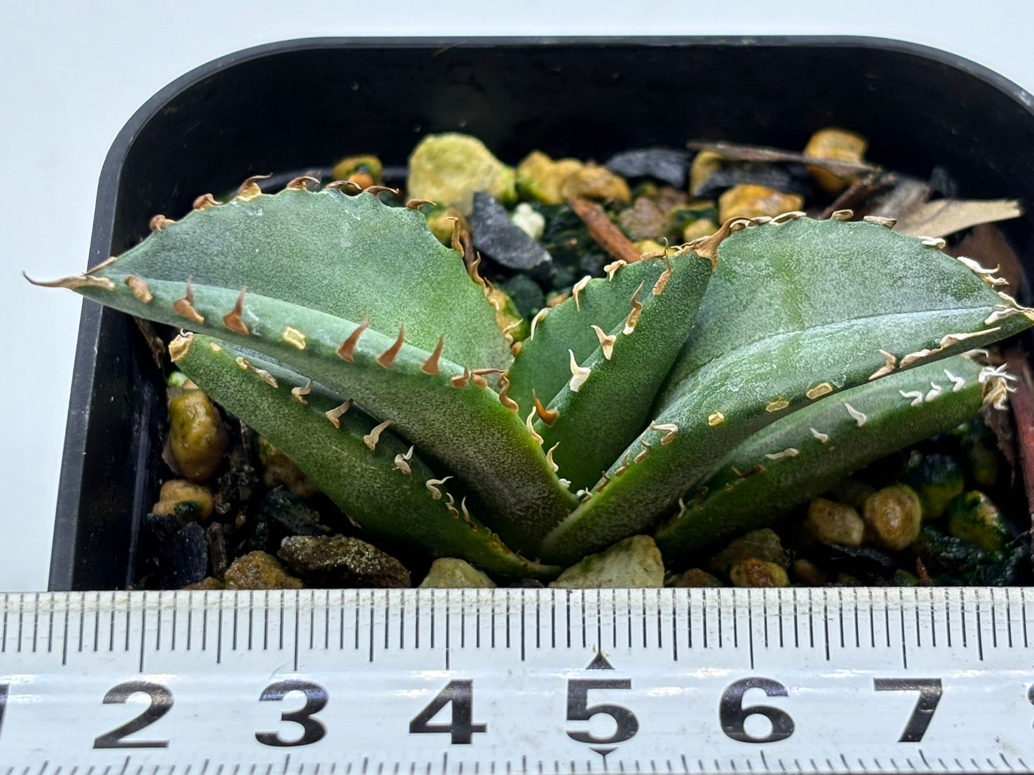 〈TC株〉SHAQ〈品番‐BN〉