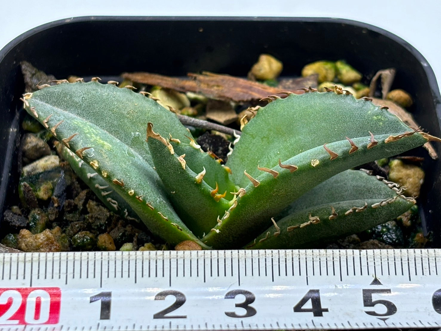 〈TC株〉SHAQ〈品番‐BN〉