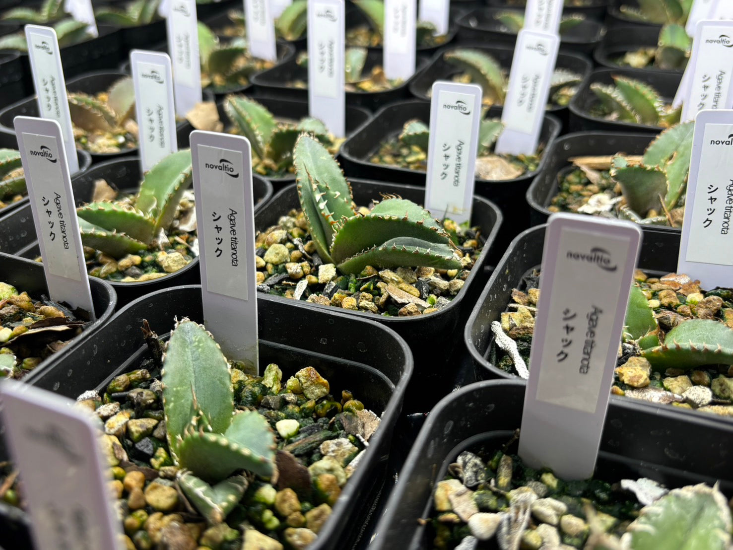 〈TC株〉SHAQ〈品番‐BN〉