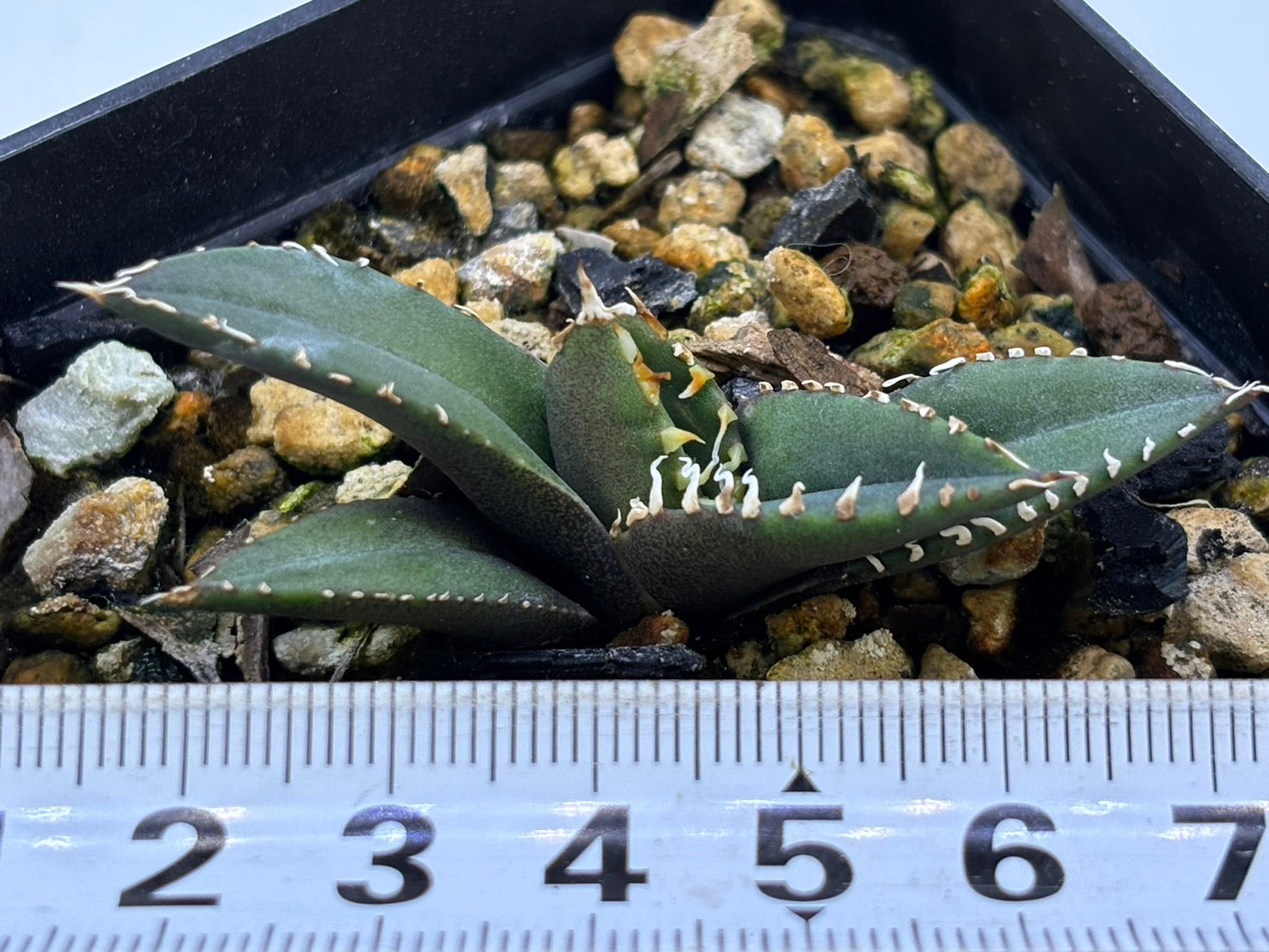 〈TC株〉海王〈品番‐K〉