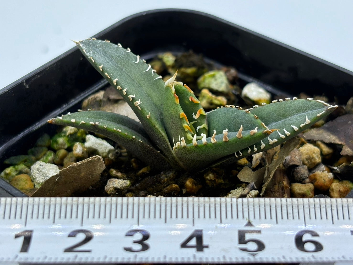 〈TC株〉海王〈品番‐K〉