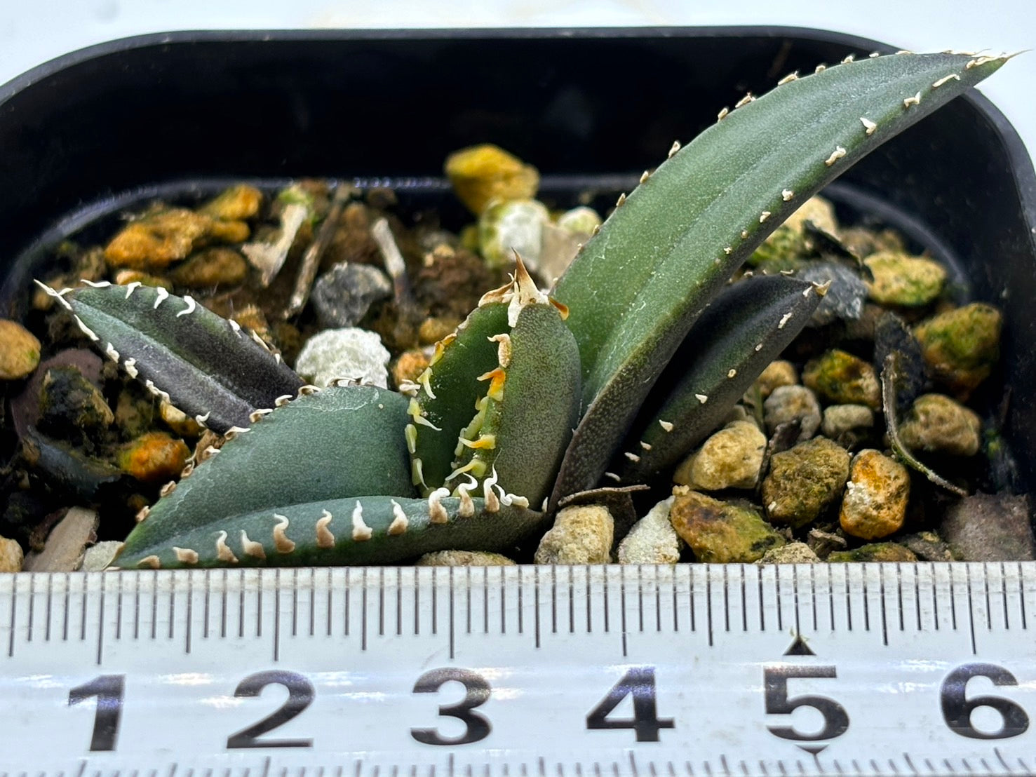 〈TC株〉海王〈品番‐K〉