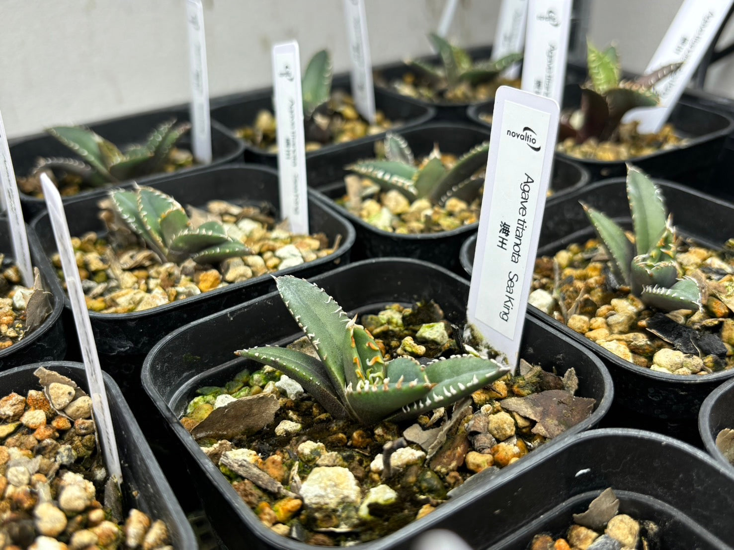 〈TC株〉海王〈品番‐K〉