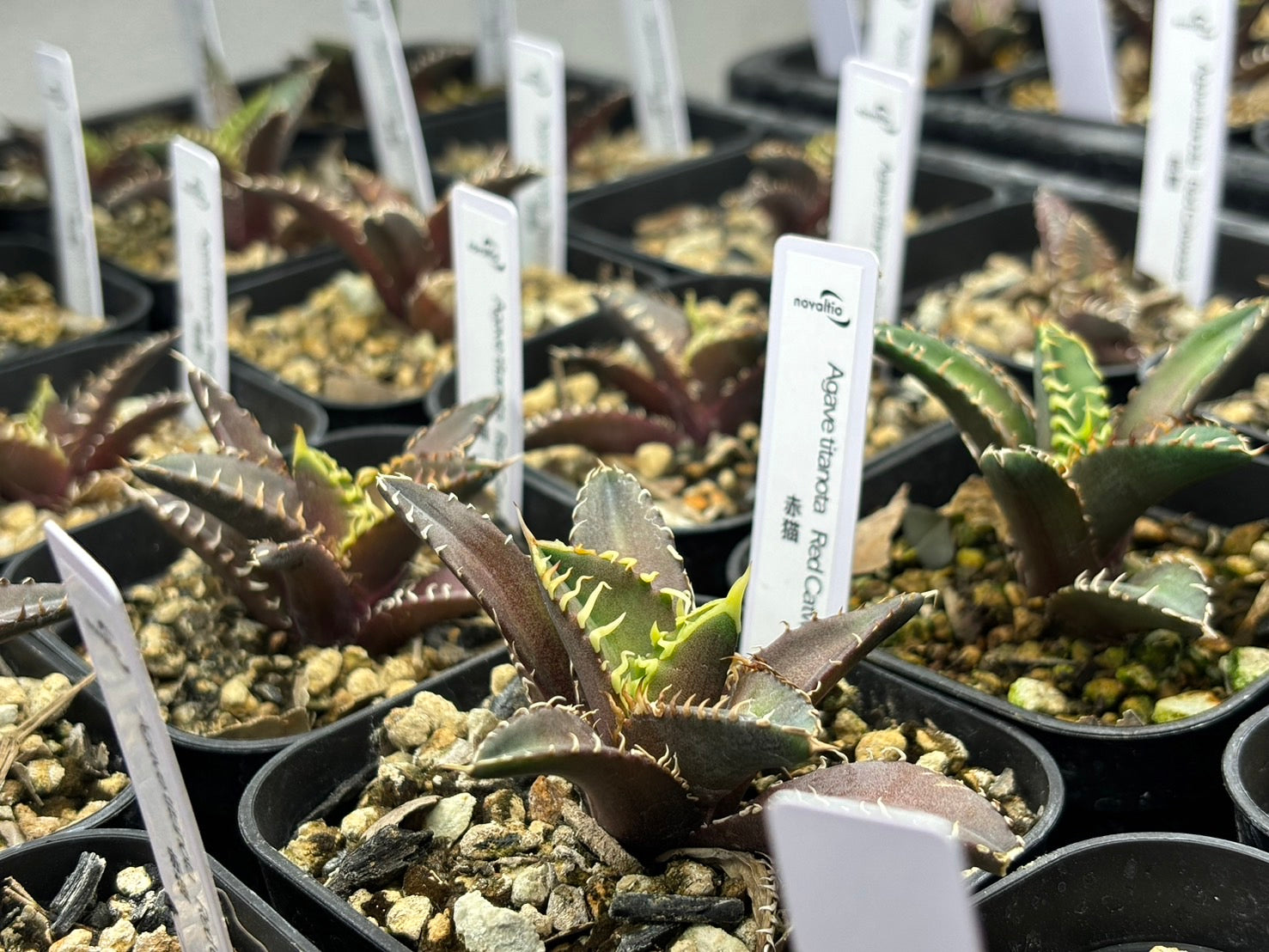 〈TC株〉赤猫 〈品番‐BO〉