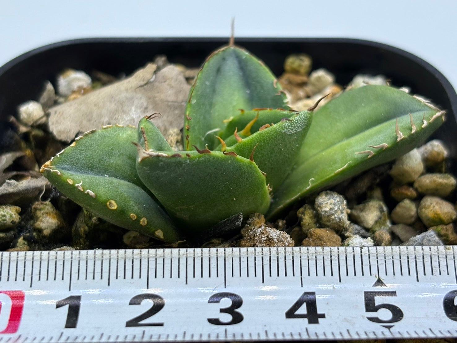 〈TC株〉破壊神〈品番‐N〉