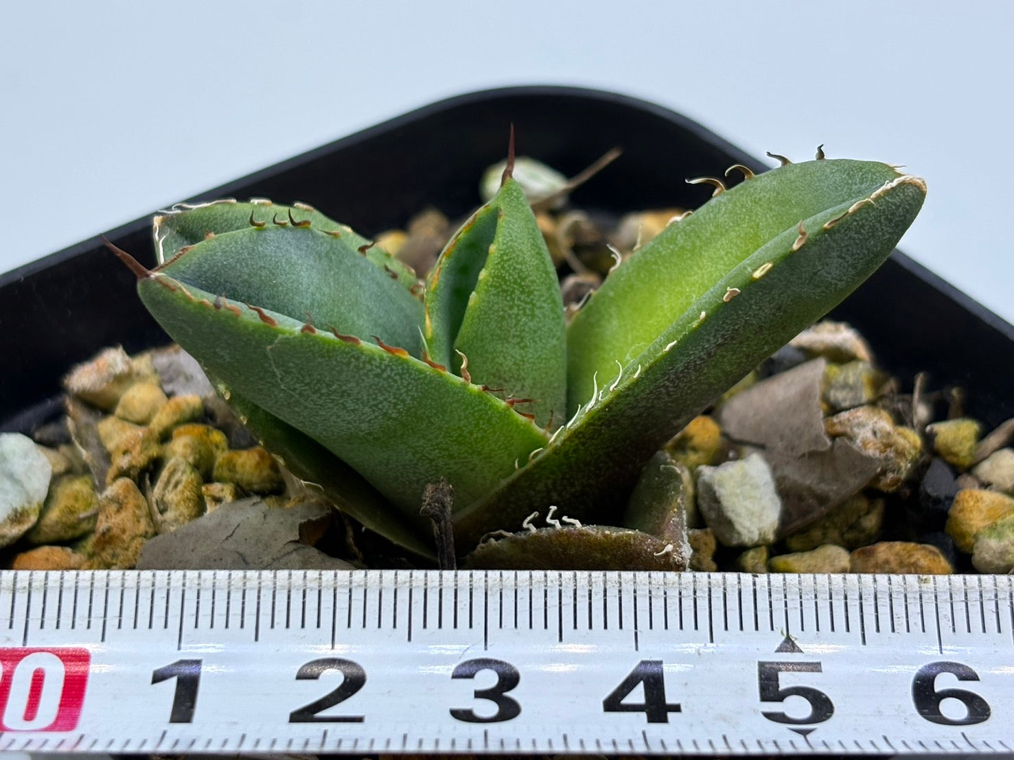 〈TC株〉破壊神〈品番‐N〉