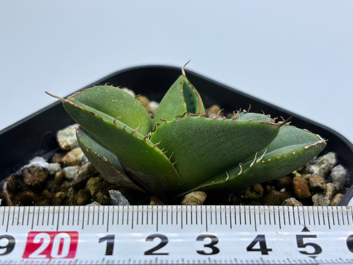 〈TC株〉破壊神〈品番‐N〉