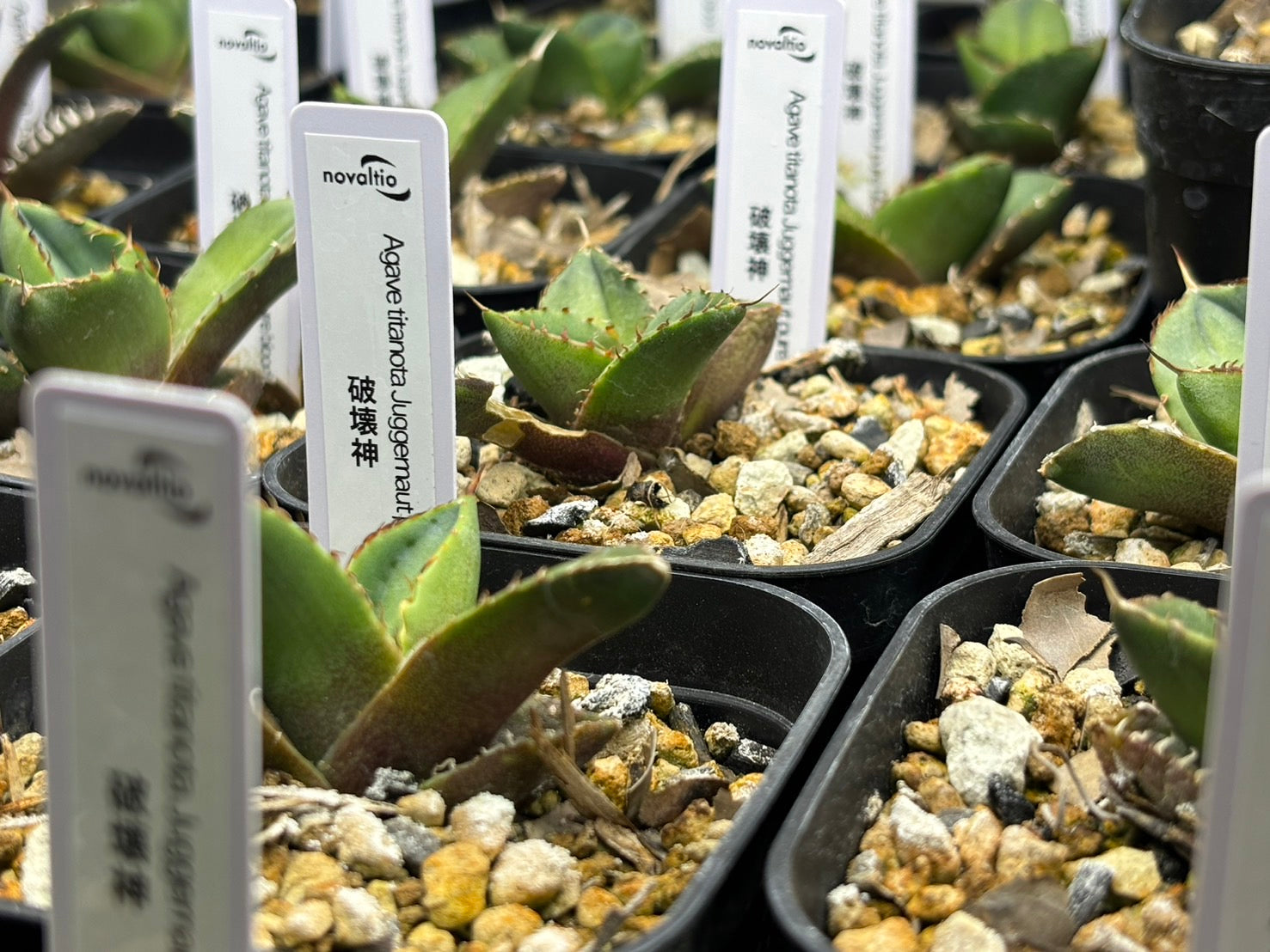 〈TC株〉破壊神〈品番‐N〉