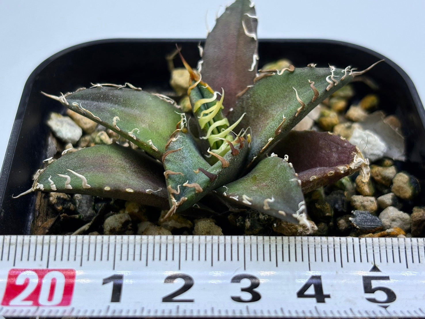 〈TC株〉凱撒〈品番‐AY〉