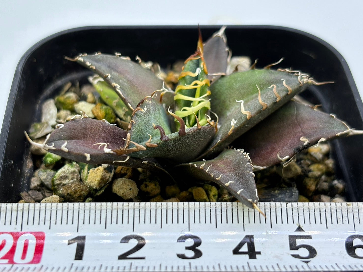 〈TC株〉凱撒〈品番‐AY〉