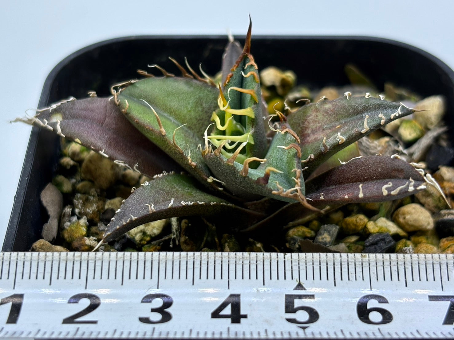 〈TC株〉凱撒〈品番‐AY〉