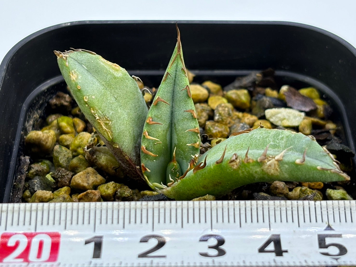 〈TC株〉鰐亀〈品番‐AD〉