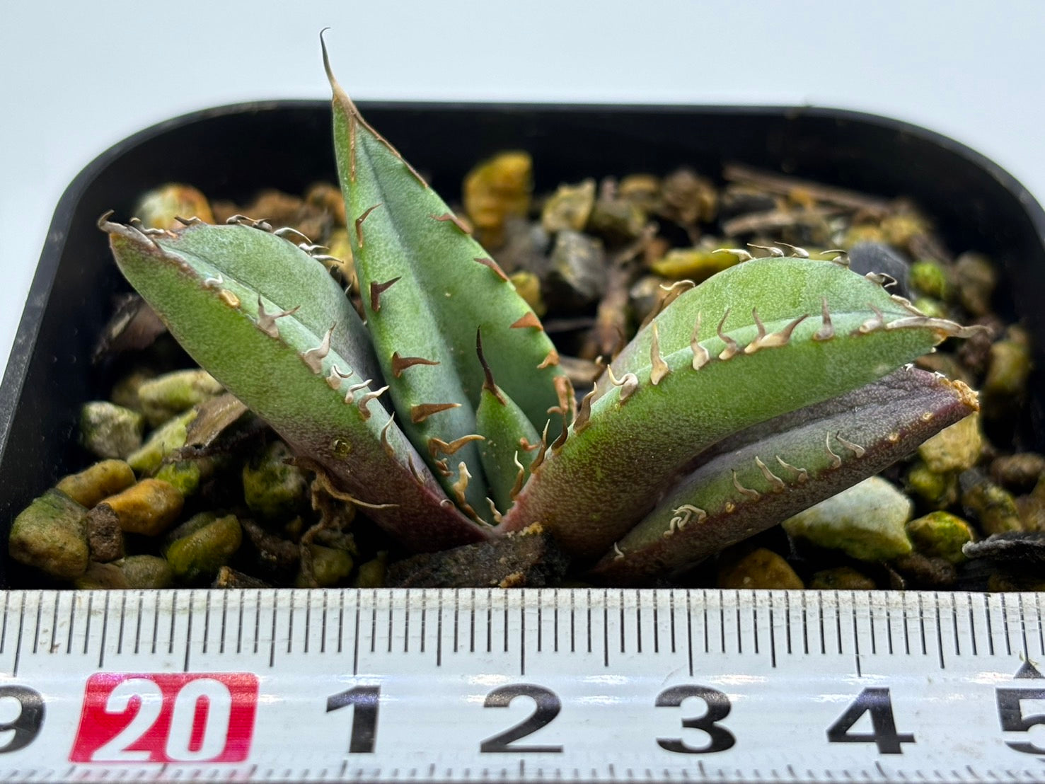 〈TC株〉鰐亀〈品番‐AD〉