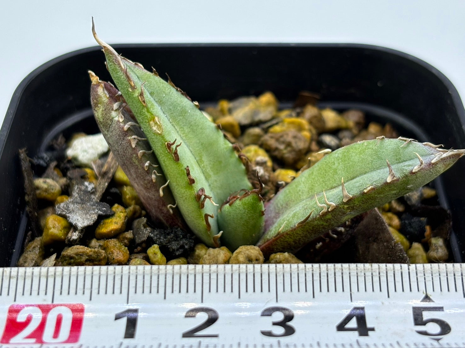 〈TC株〉鰐亀〈品番‐AD〉