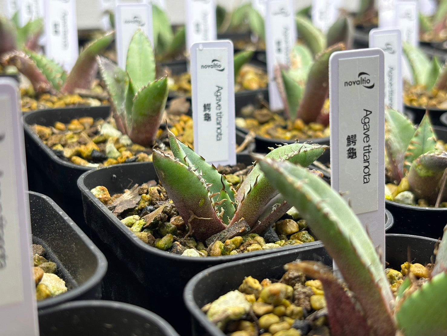 〈TC株〉鰐亀〈品番‐AD〉