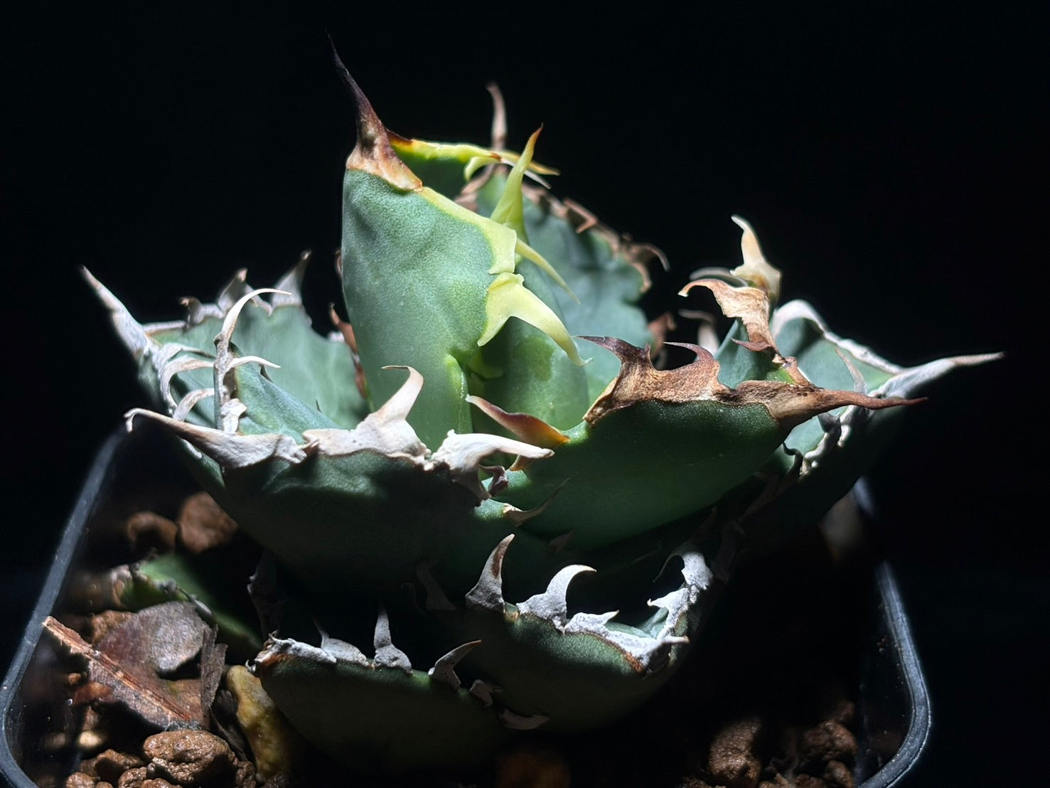 〈Lize‐リゼ〉蟹 子株〈品番-BL-21〉