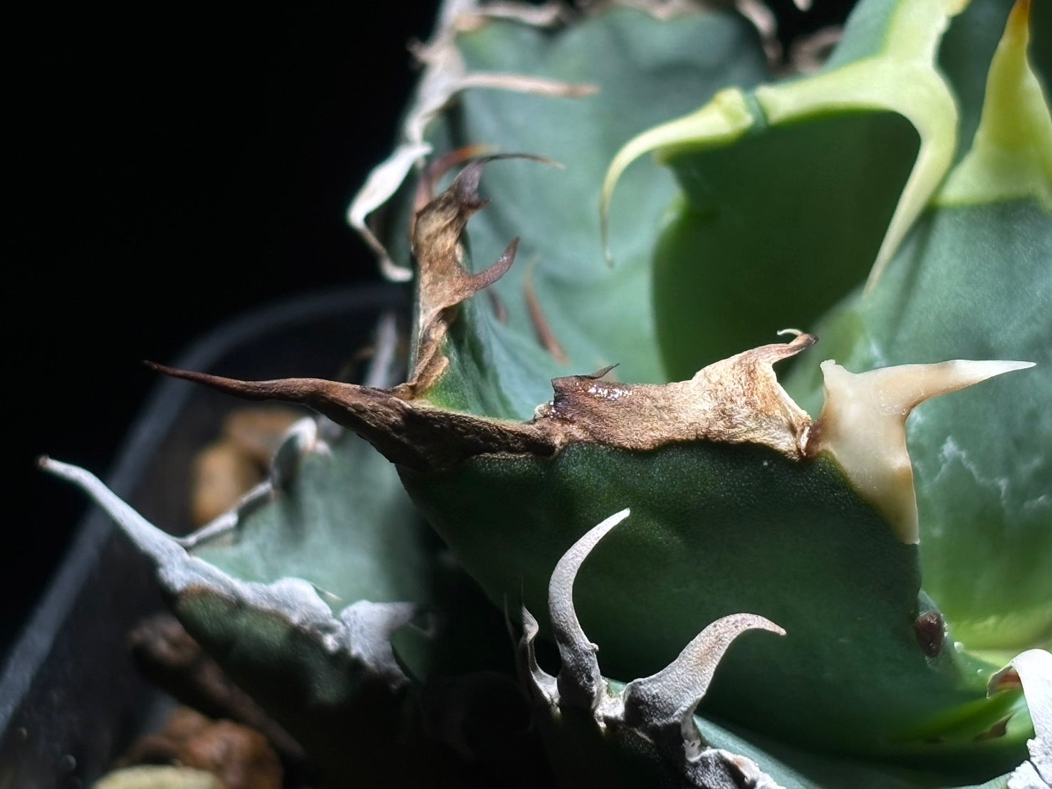 〈Lize‐リゼ〉蟹 子株〈品番-BL-21〉