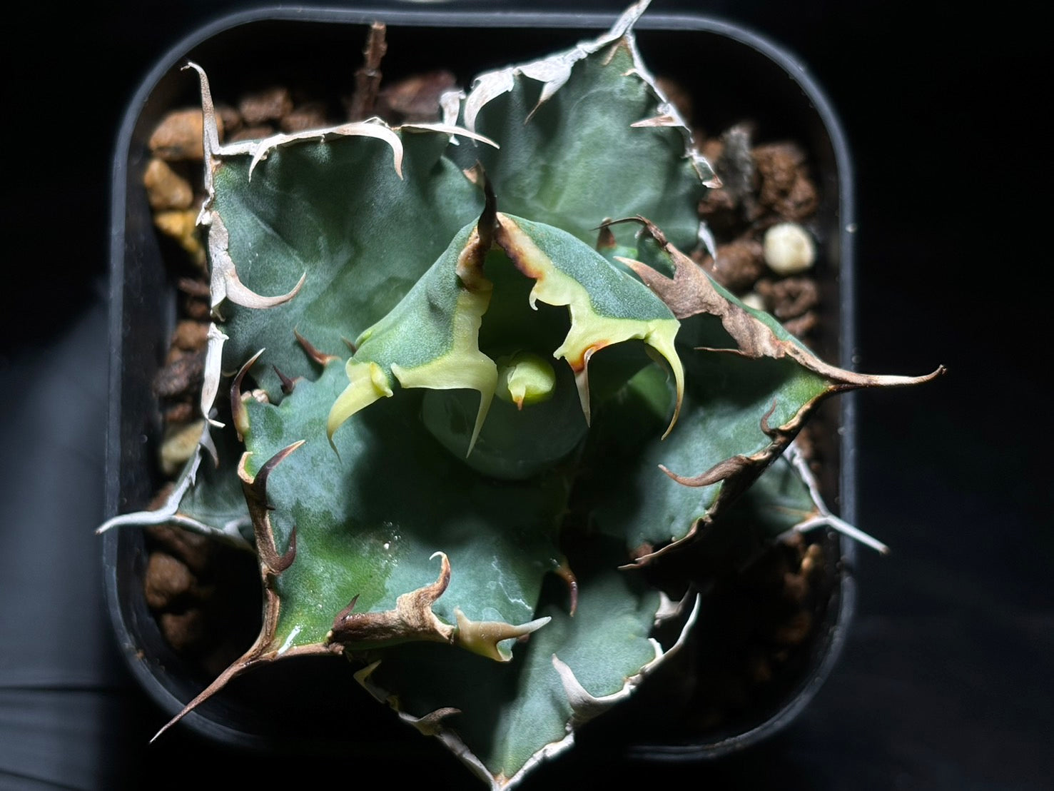 〈Lize‐リゼ〉蟹 子株〈品番-BL-21〉