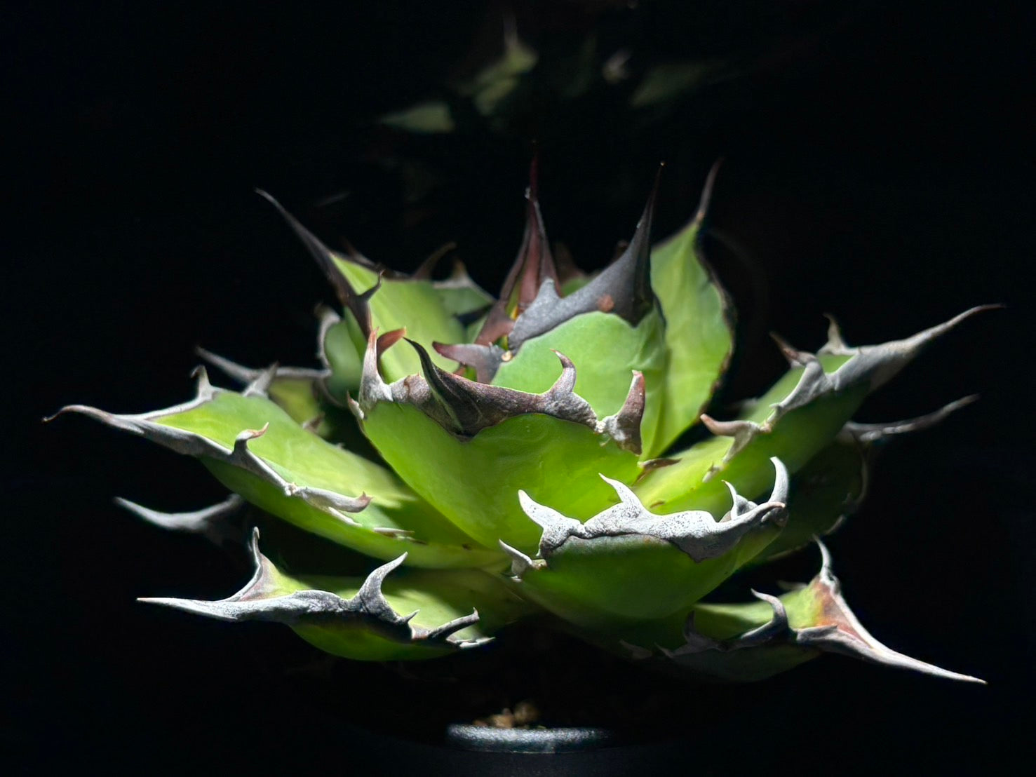 〈Lize‐リゼ〉恐竜牙歯 〈品番-DL-5〉