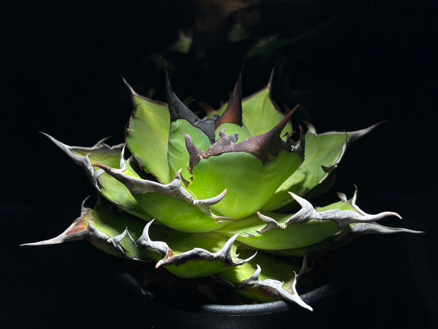 〈Lize‐リゼ〉恐竜牙歯 〈品番-DL-5〉